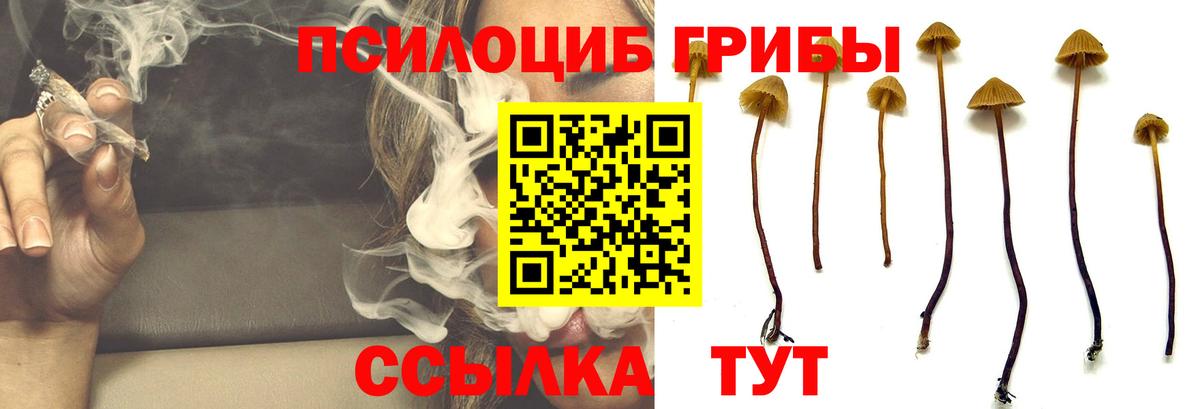Галлюциногенные грибы Cubensis Железногорск